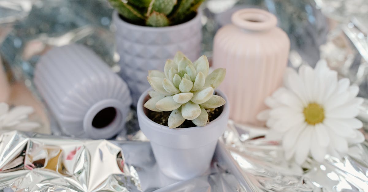 Cadeaux pour le jardin : idées créatives pour embellir votre espace extérieur