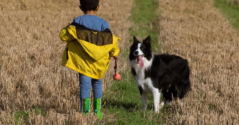 Apprendre à un enfant à approcher un chien inconnu : les bons gestes