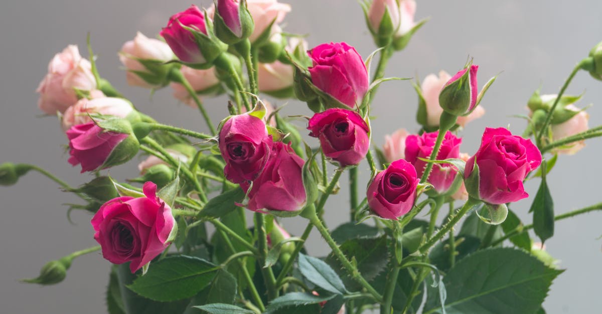 découvrez notre sélection de cadeaux pour le jardin, parfaite pour les jardiniers passionnés et les amoureux de la nature. offrez des accessoires, outils, et décorations qui embelliront chaque espace extérieur. trouvez l'inspiration pour des présents uniques à chaque occasion !