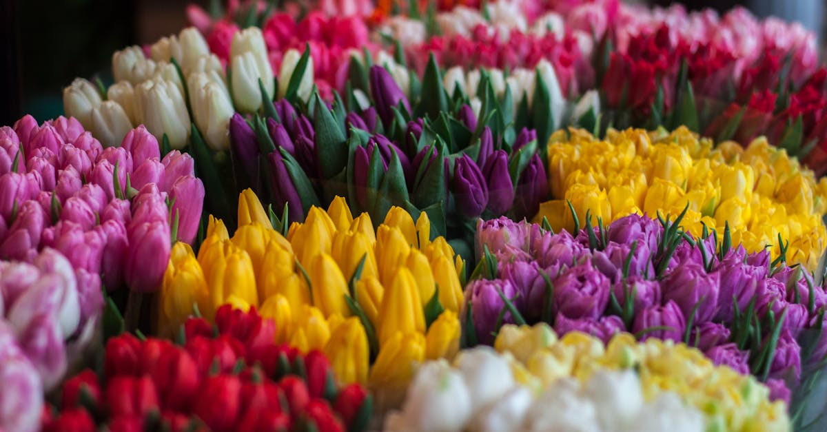 découvrez notre sélection de cadeaux pour le jardin : des accessoires pratiques, des décorations charmantes et des plantes embellissantes pour ravir les passionnés de jardinage. trouvez le cadeau parfait pour chaque occasion et faites plaisir à vos proches amateur de nature.