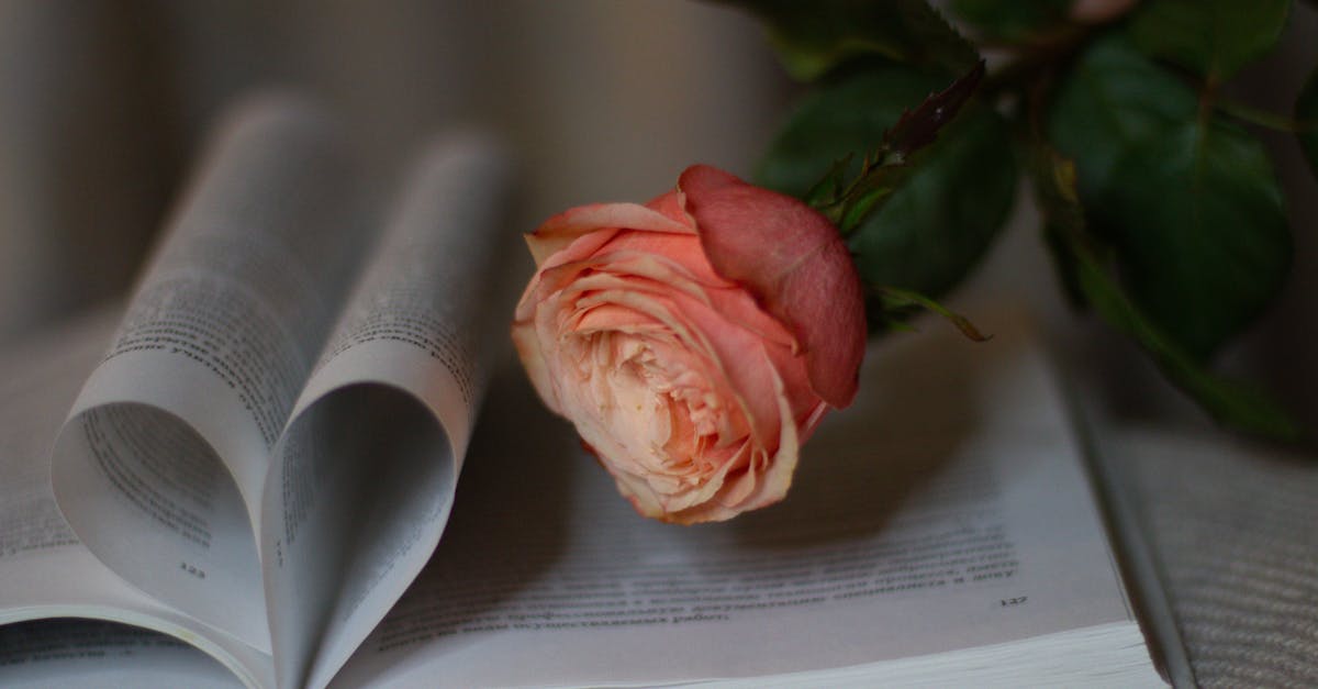découvrez une sélection de cadeaux poétiques uniques qui éveillent les émotions et célèbrent la beauté des mots. parfaits pour toutes les occasions, nos cadeaux inspirent la créativité et le partage de sentiments authentiques.